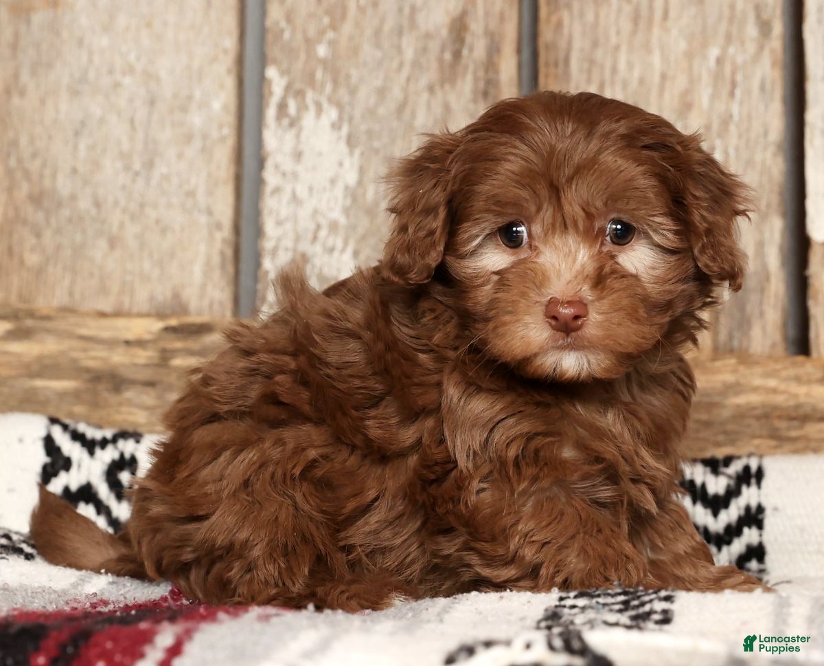 Havapoo dogs Stacy - Ad 8