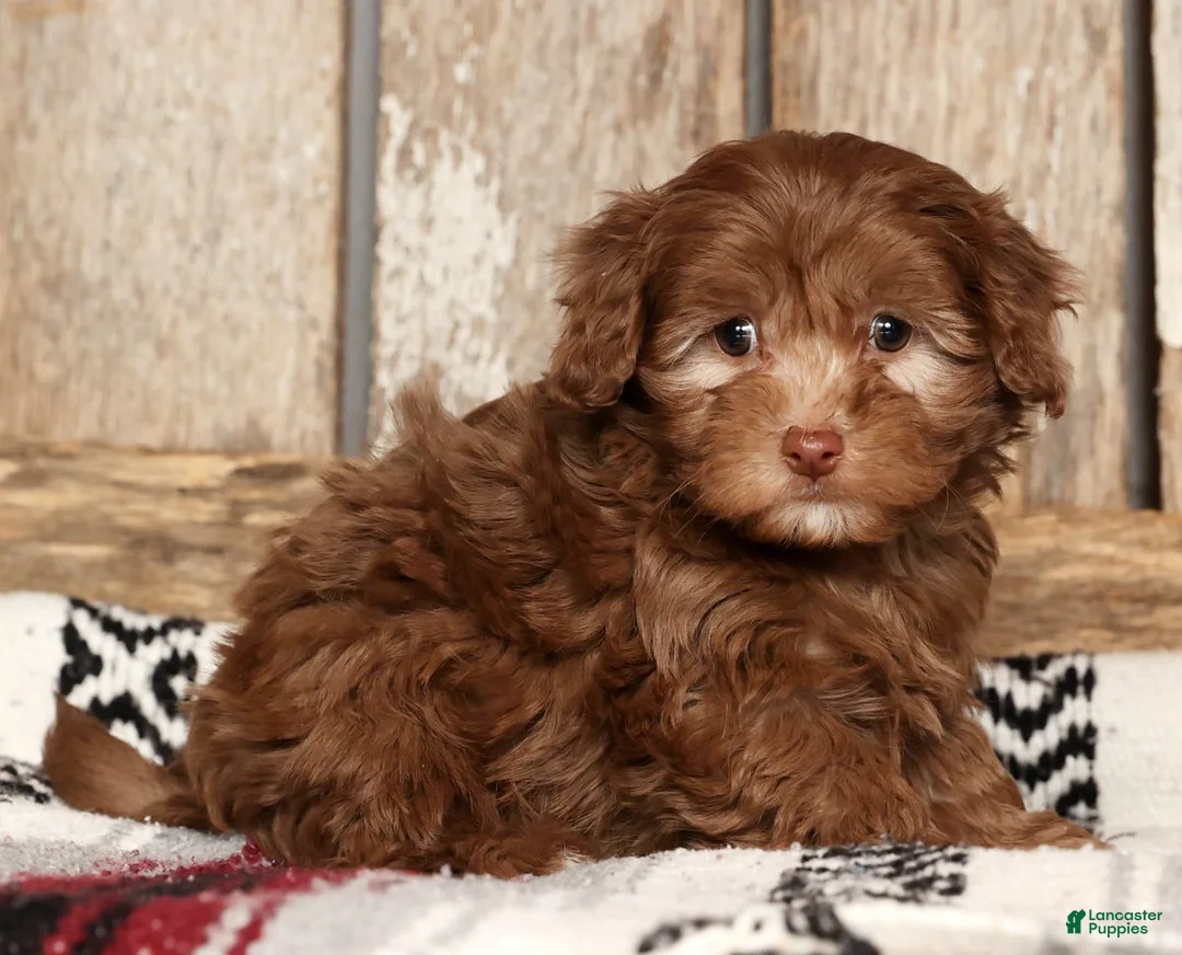 Havapoo dogs for sale: Stacy - Ad 1