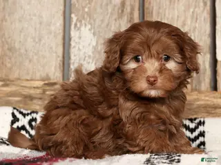 Havapoo dogs Stacy - Ad 8