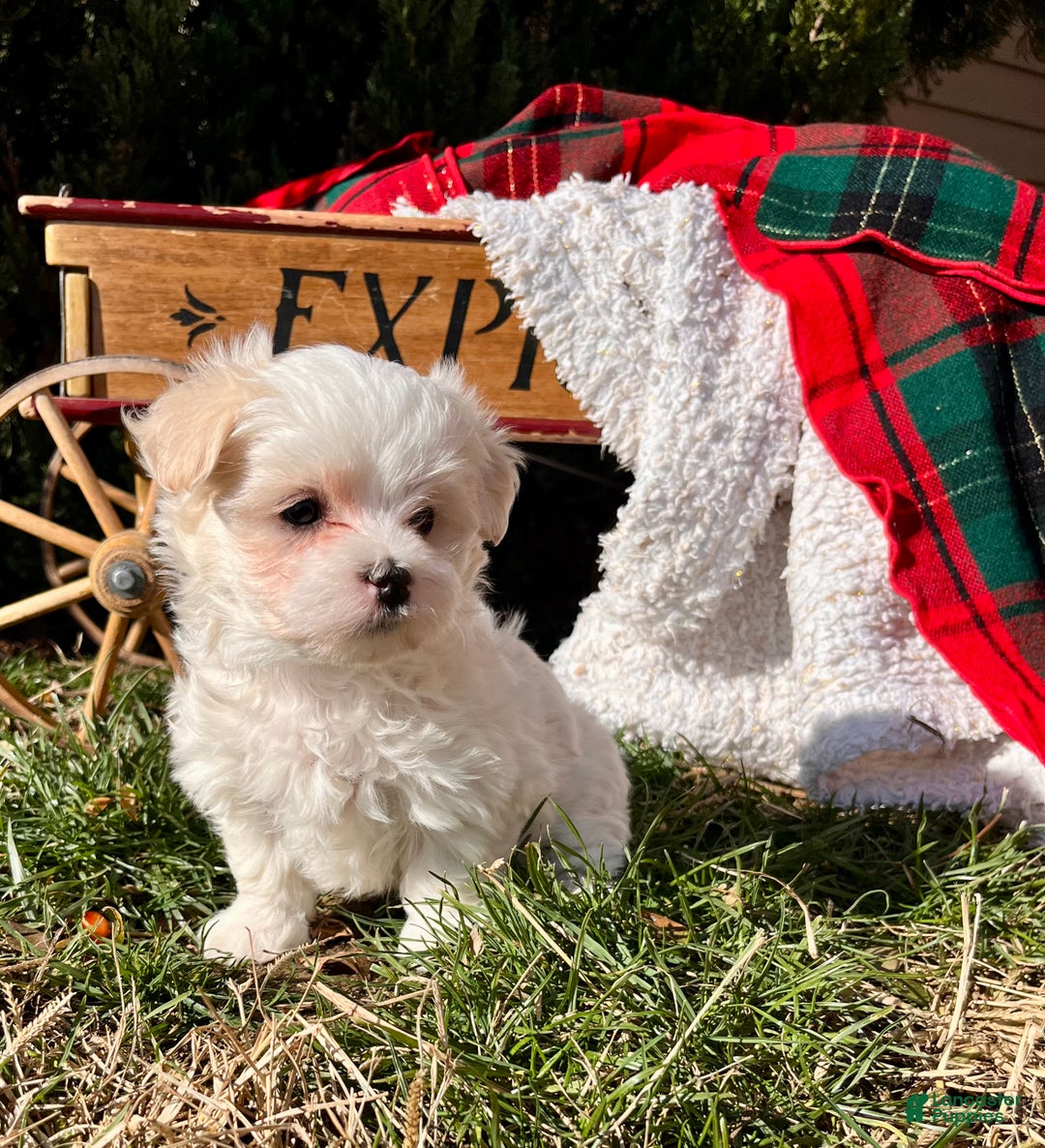 Maltese dogs for sale: Suger SPOT🎄❤️AKC Genetic Health Tested 🎄Call 717-464-4230 - Ad 6