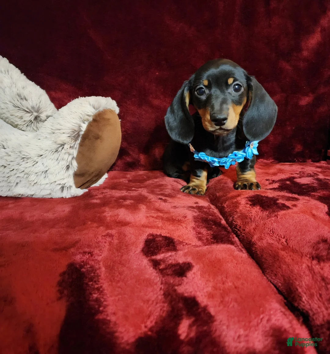 Miniature Dachshund dogs for sale: BABY BOY HANK - Ad 2