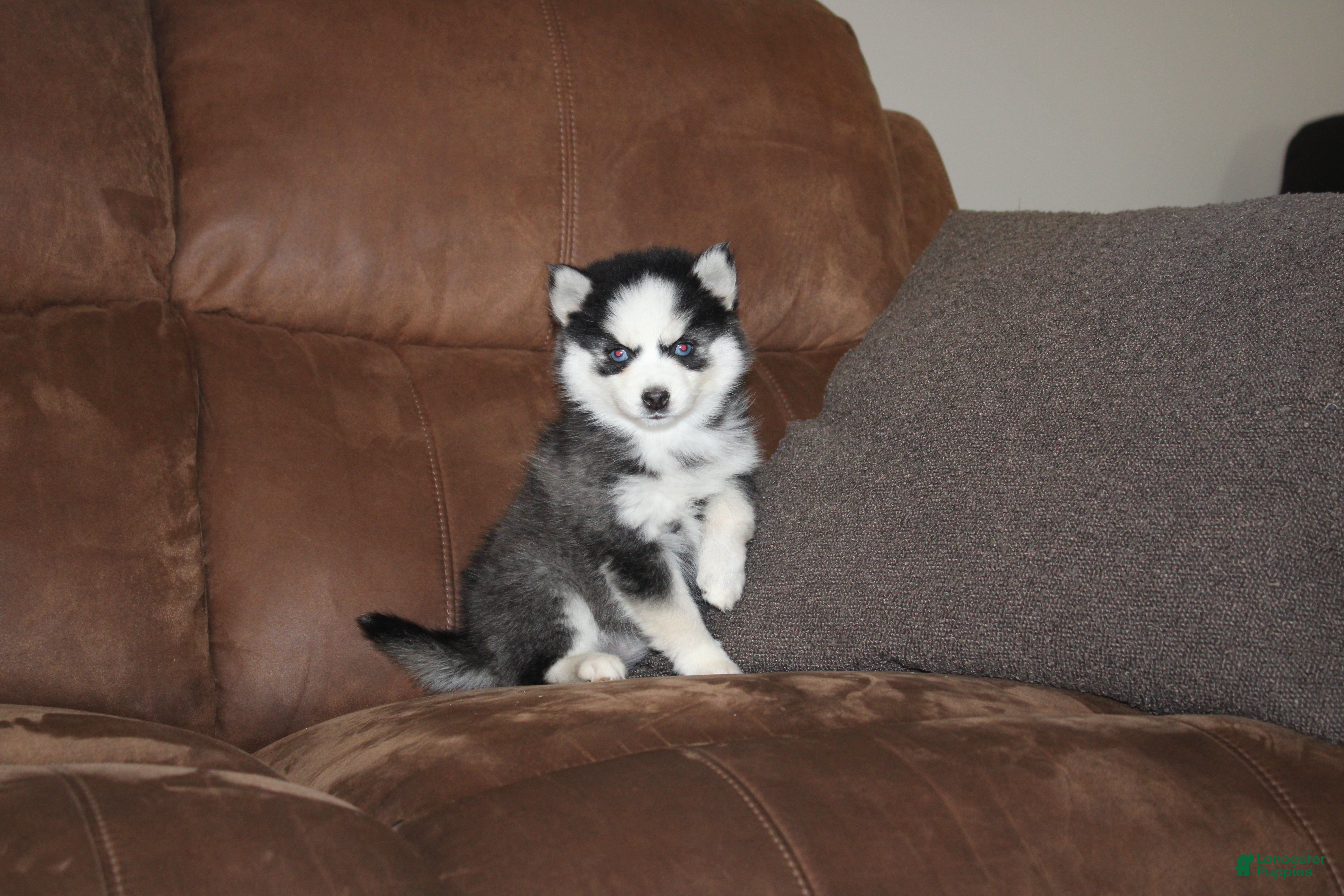 Pomsky (Pomsky, Female) in Apple Creek, OH