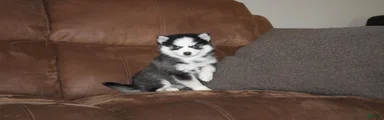 Emma READY NOW 