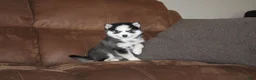 Pomsky dogs for sale: Emma READY NOW  - Ad 1