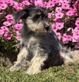 Miniature Schnauzer dogs Hudson - Ad 2