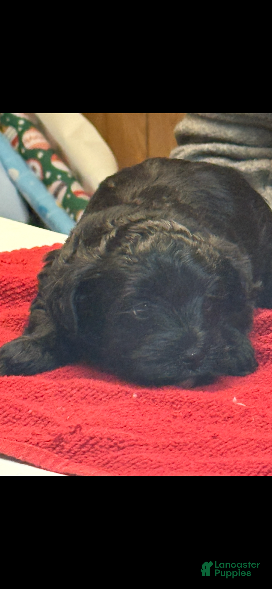 Yorkiepoo dogs for sale: Teacup princess - Ad 1