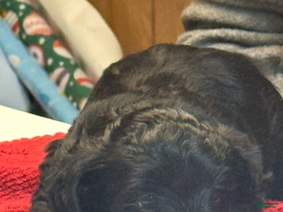 Yorkiepoo dogs Teacup princess - Ad 31