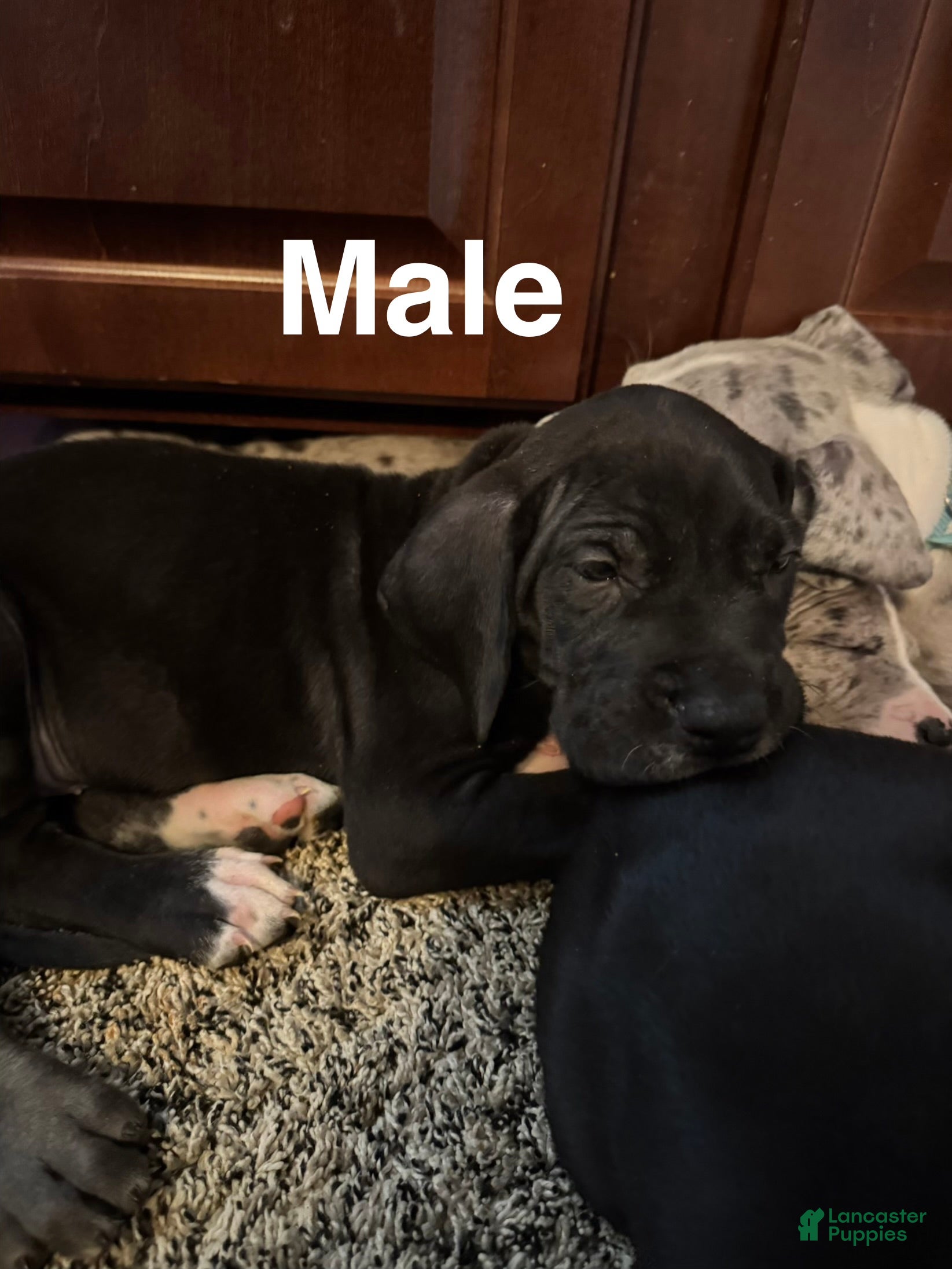 Great Dane dogs Berry - Ad 27