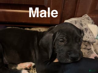 Great Dane dogs Berry - Ad 27