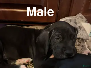 Great Dane dogs Berry - Ad 31