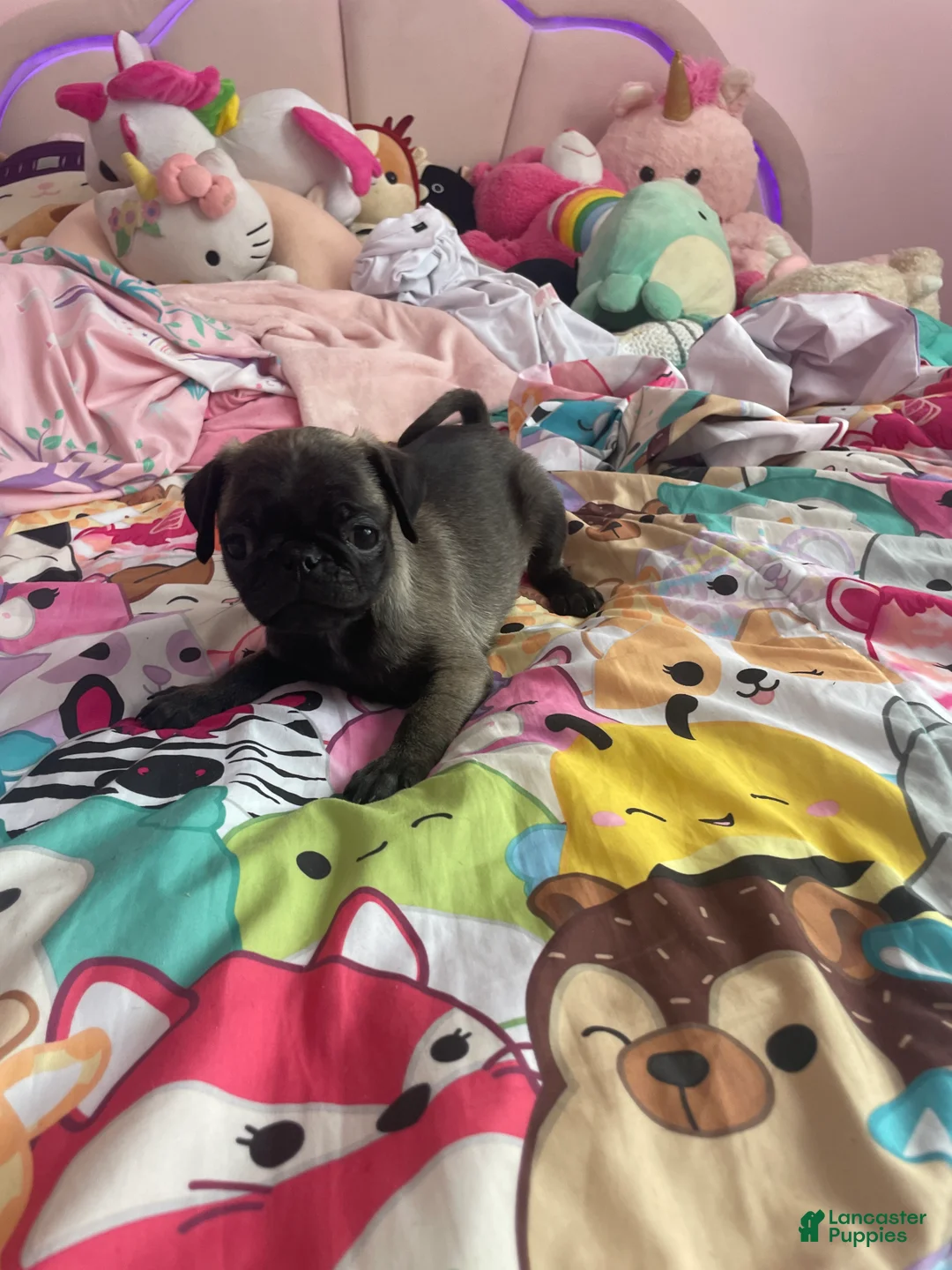 Pug dogs for sale: Peanut  - Ad 2