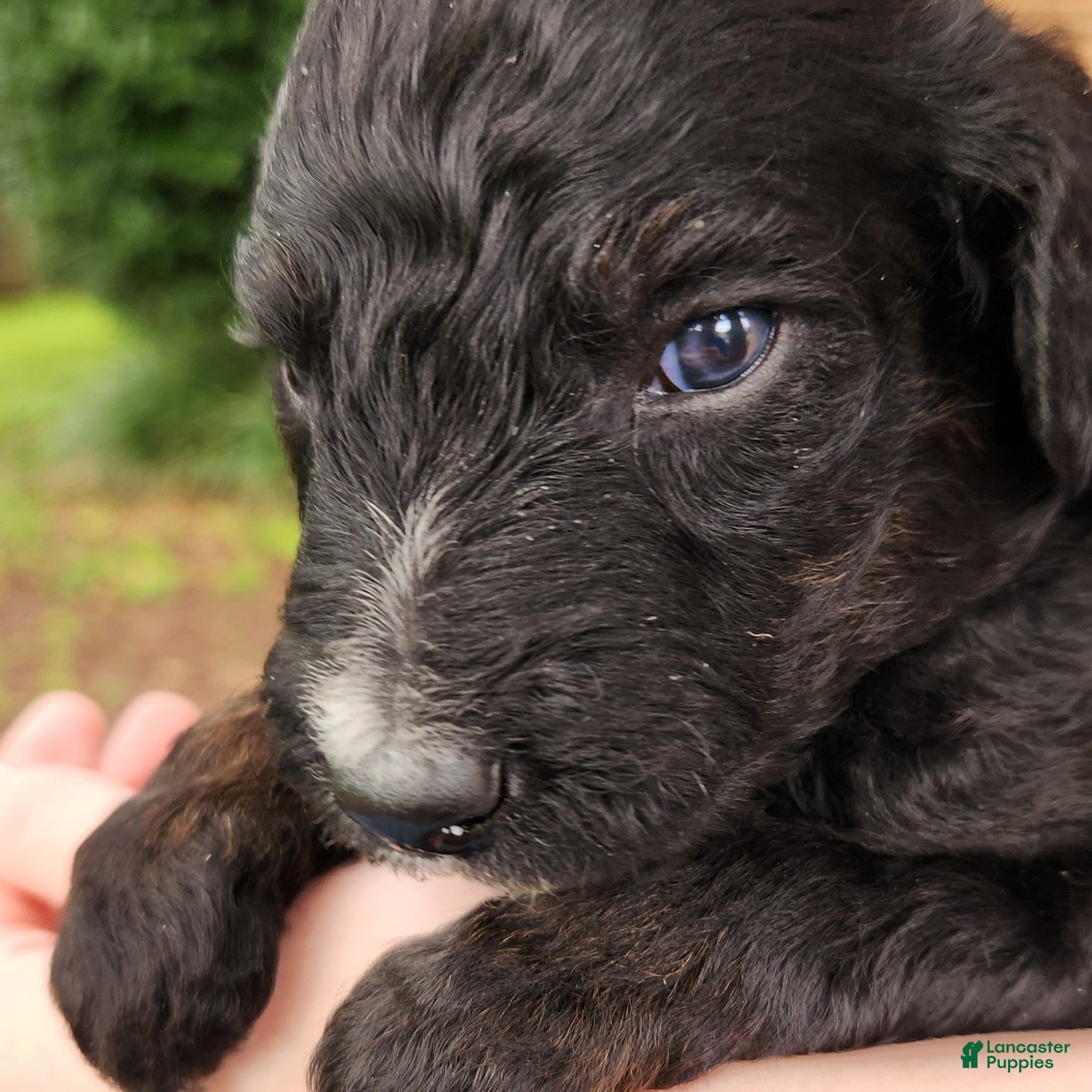Mini Aussiedoodle dogs for sale: Scout - Male - Phantom Tri-Color  - Ad 4