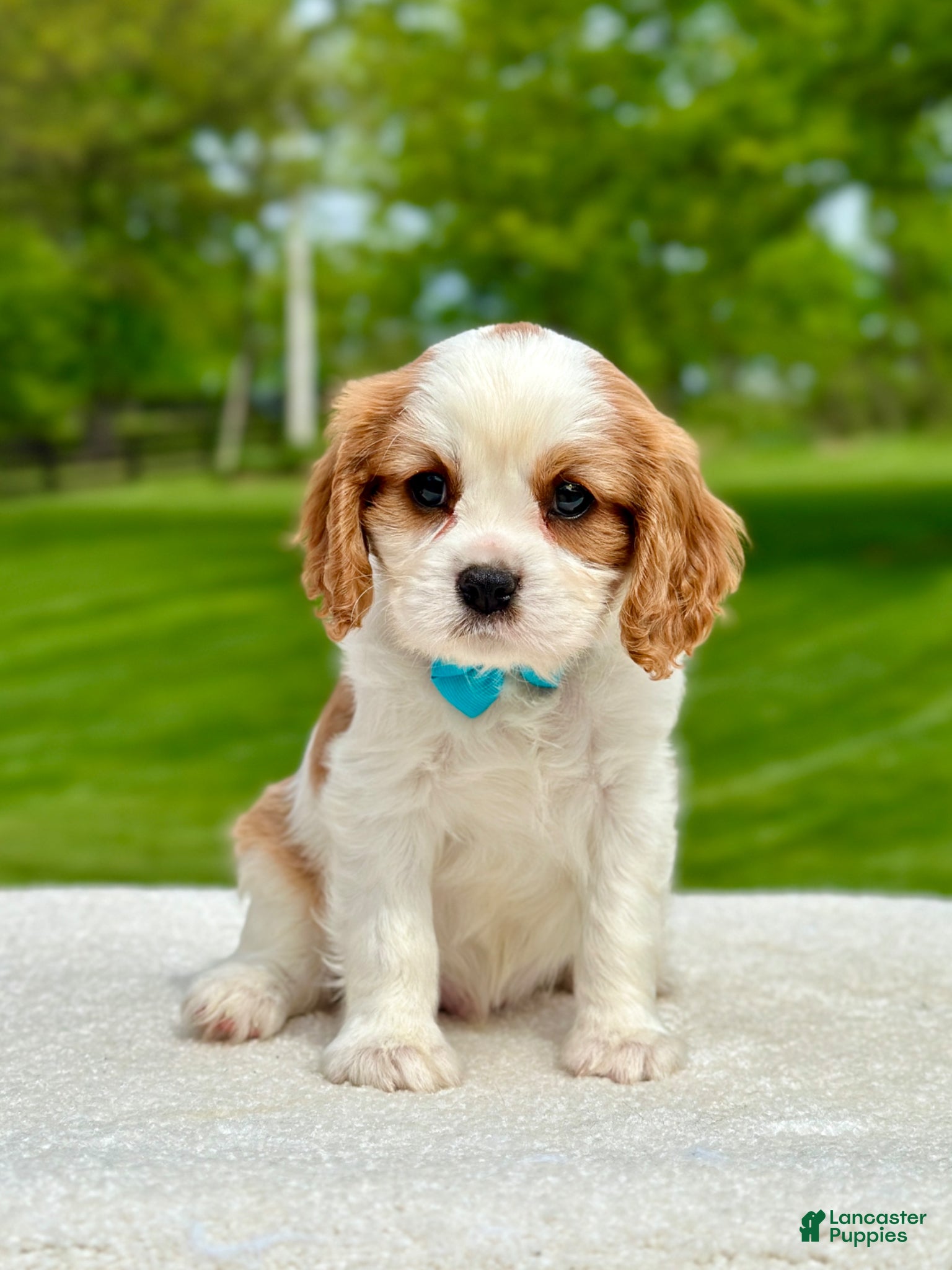 Cavalier King Charles Spaniel dogs Otis - Ad 1