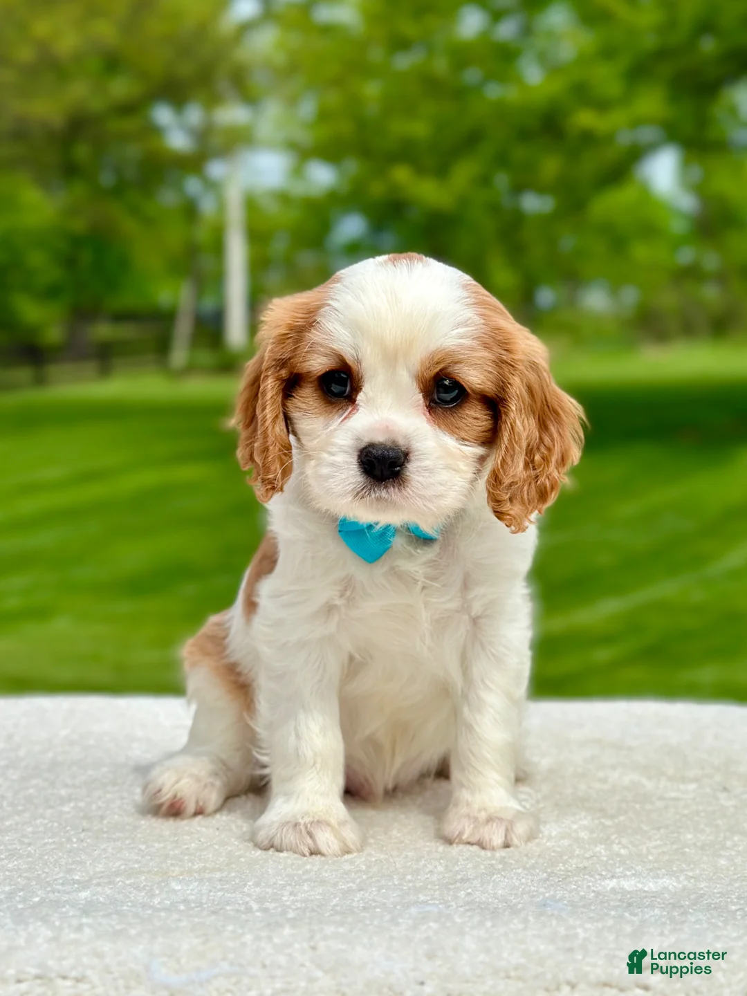 Cavalier King Charles Spaniel dogs for sale: Otis - Ad 1