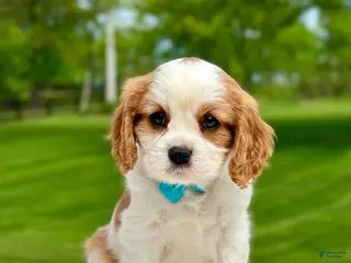 Cavalier King Charles Spaniel dogs for sale: Otis - Ad 2
