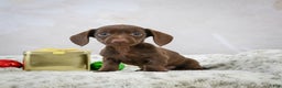 Miniature Dachshund dogs for sale: Rudolph  - Ad 3