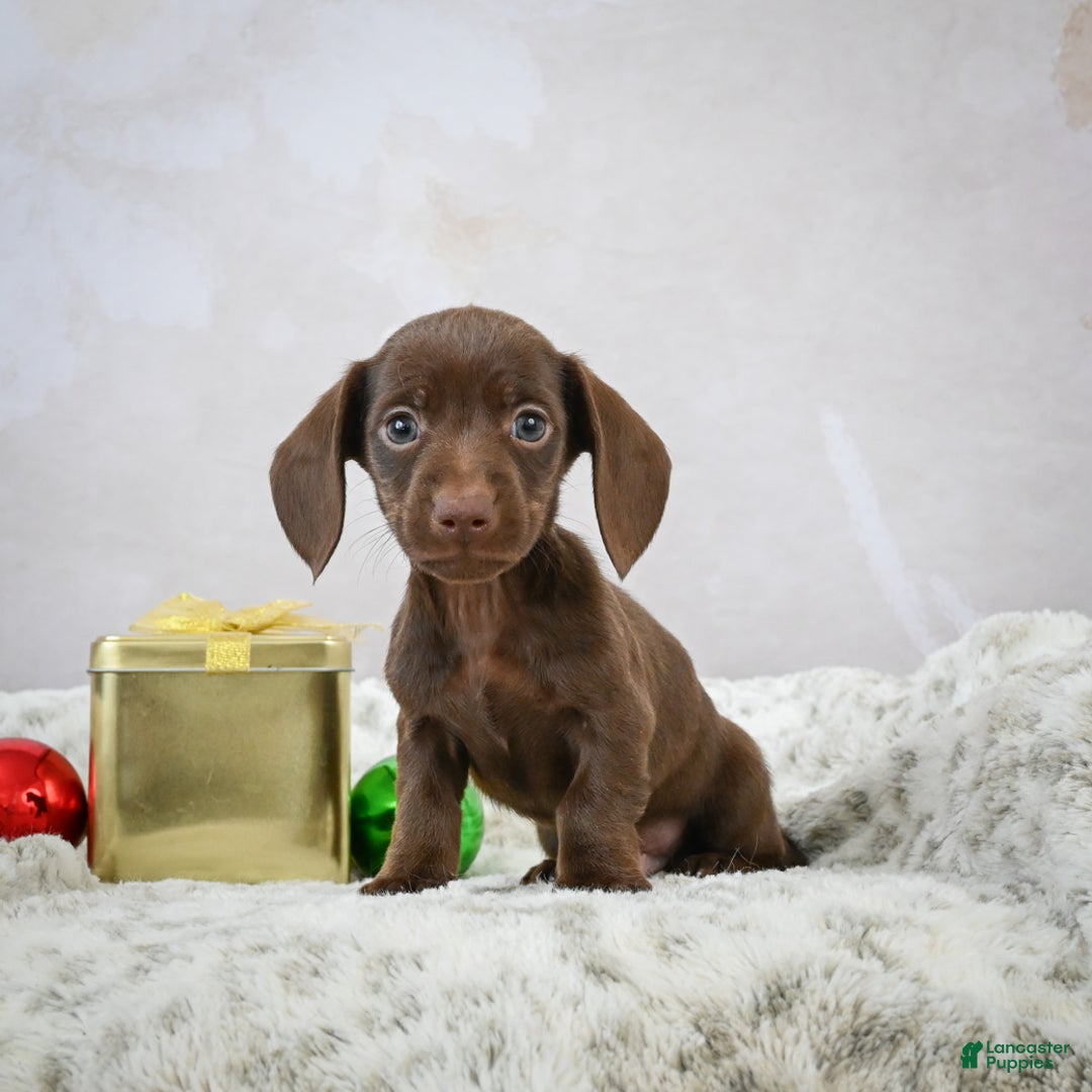 Miniature Dachshund dogs for sale: Rudolph  - Ad 3