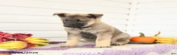 Mixed Breed dogs for sale: Addy - Ad 3