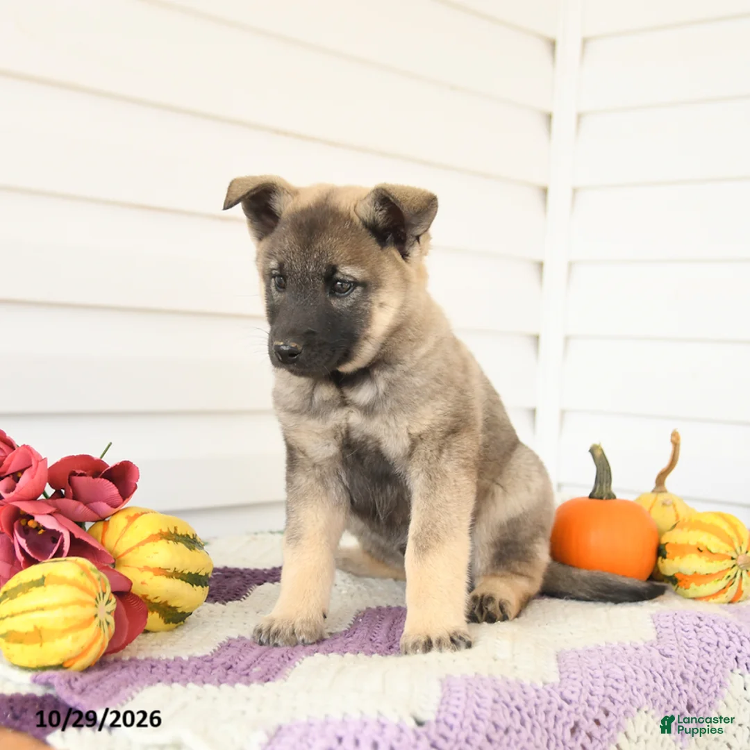 Mixed Breed dogs for sale: Addy - Ad 3