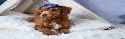 Toy Poodle dogs for sale: Turbo - Ad 6