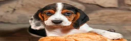 Beagle dogs for sale:  Dustin🐶 - Ad 7