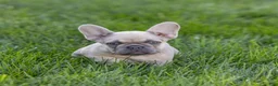 French Bulldog dogs for sale: MJ - Ad 4
