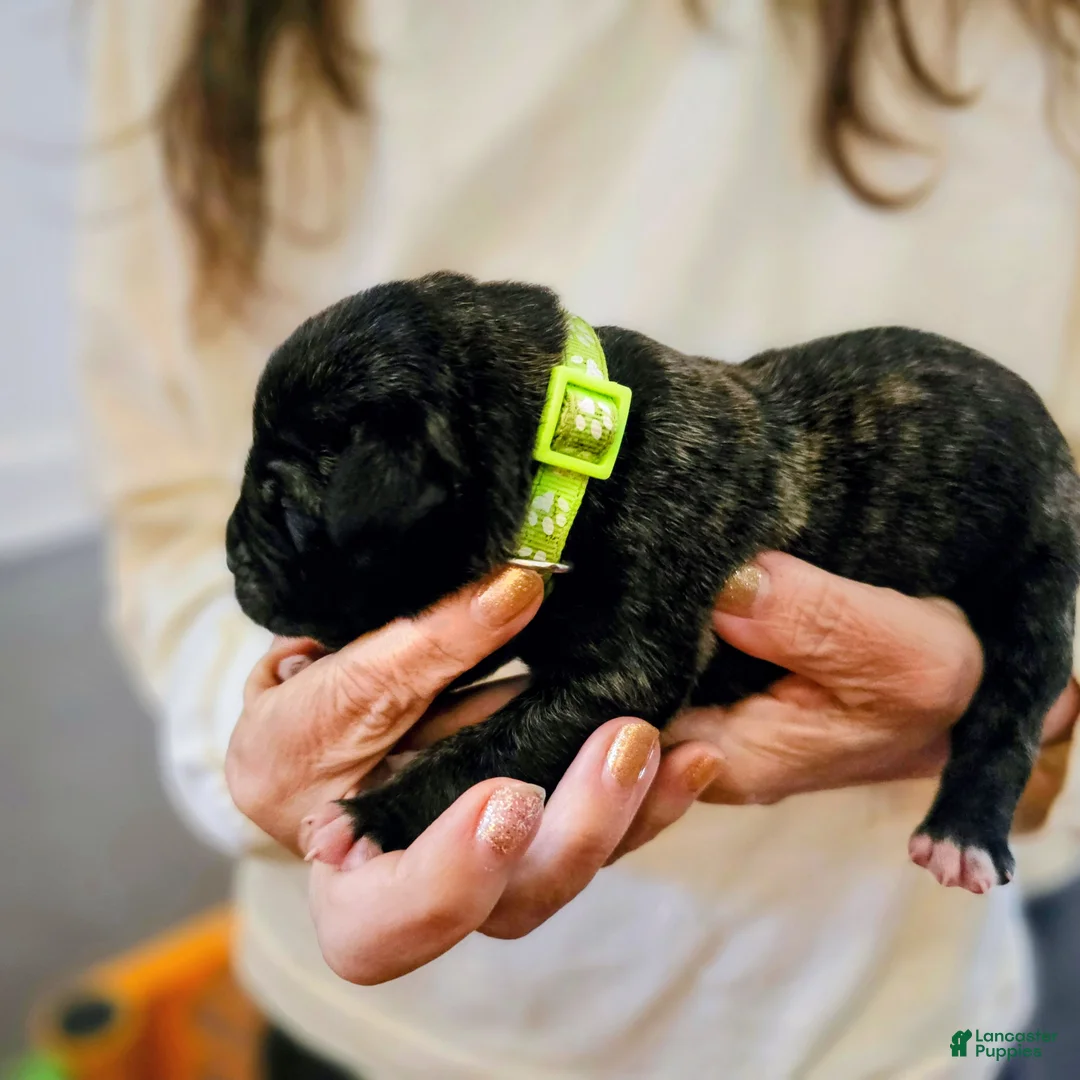 Presa Canario dogs for sale: Presa Canario Puppy 1 - Ad 1