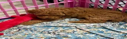 Toy Poodle dogs for sale: Dax  - Ad 11