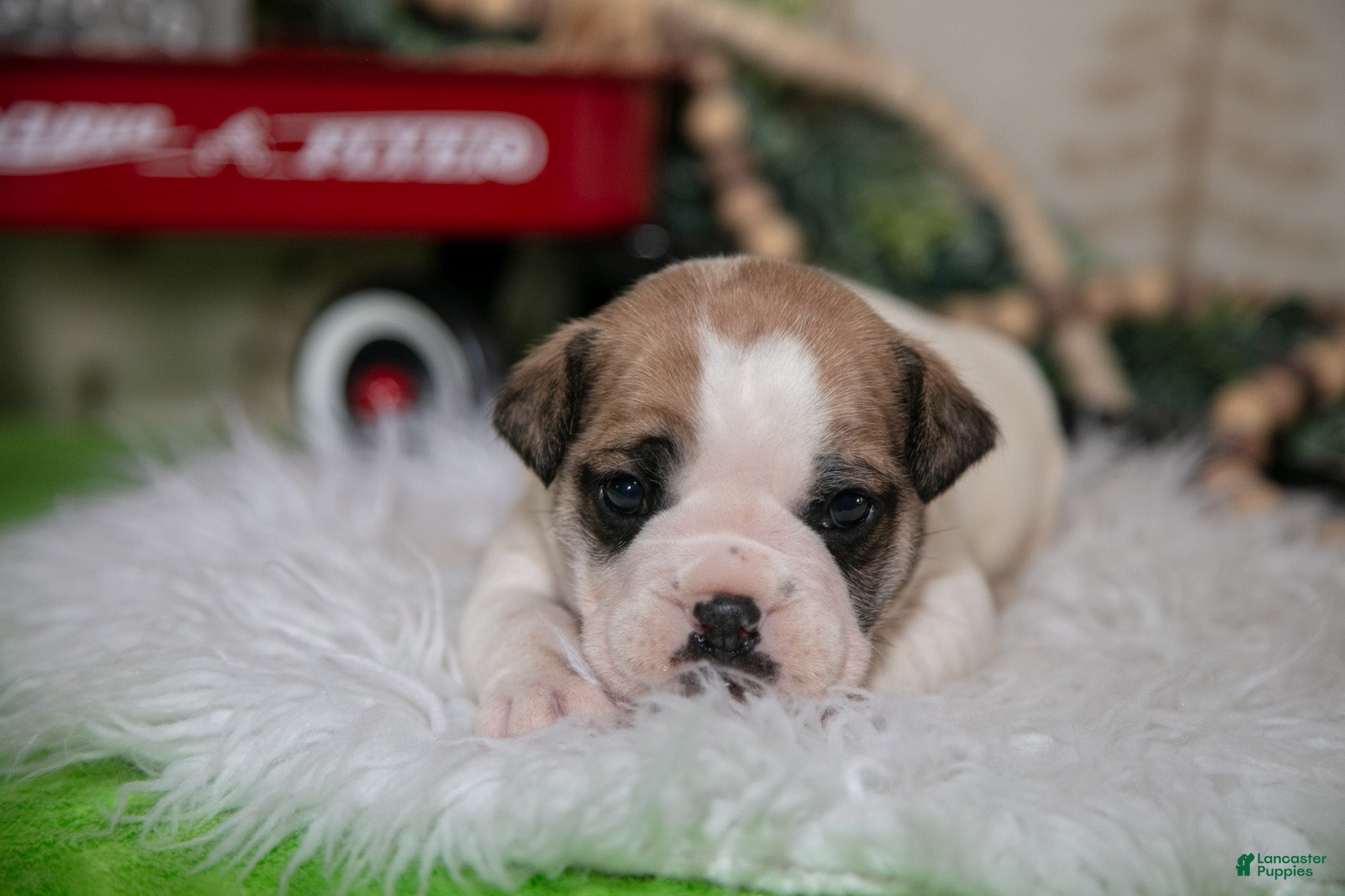 Mixed Breed dogs Max - Ad 2