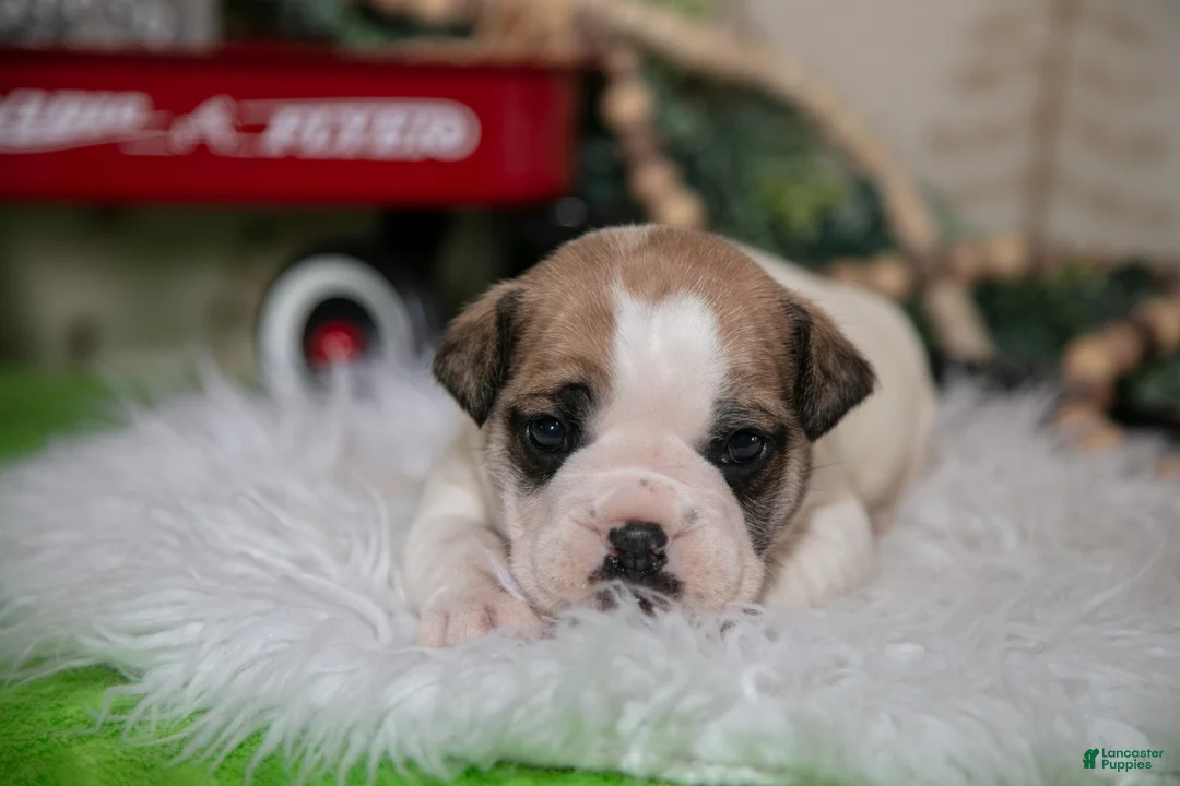 Mixed Breed dogs for sale: Max - Ad 2