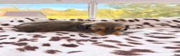 Miniature Dachshund dogs for sale: Spice - Ad 1