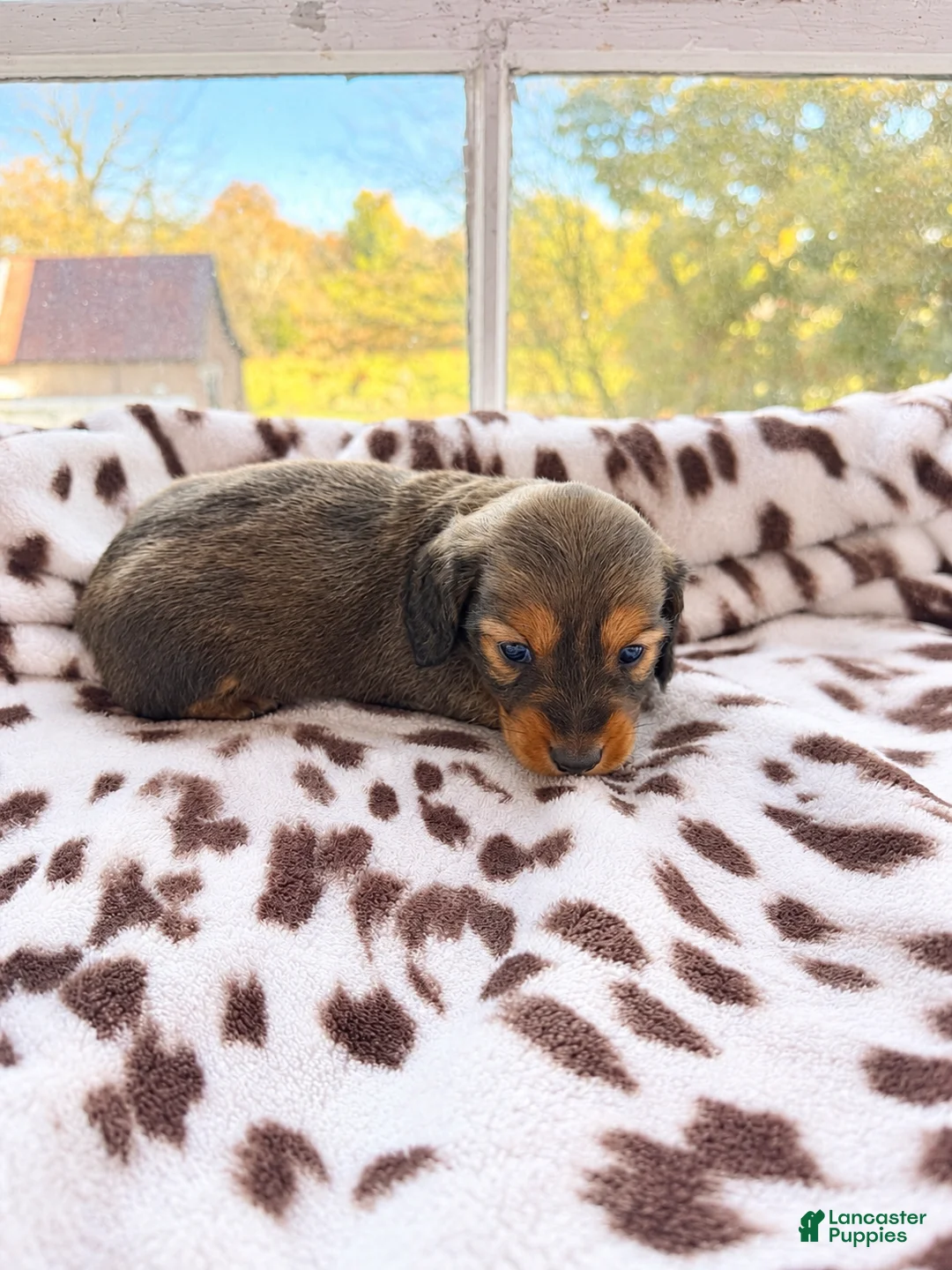 Miniature Dachshund dogs for sale: Spice - Ad 1