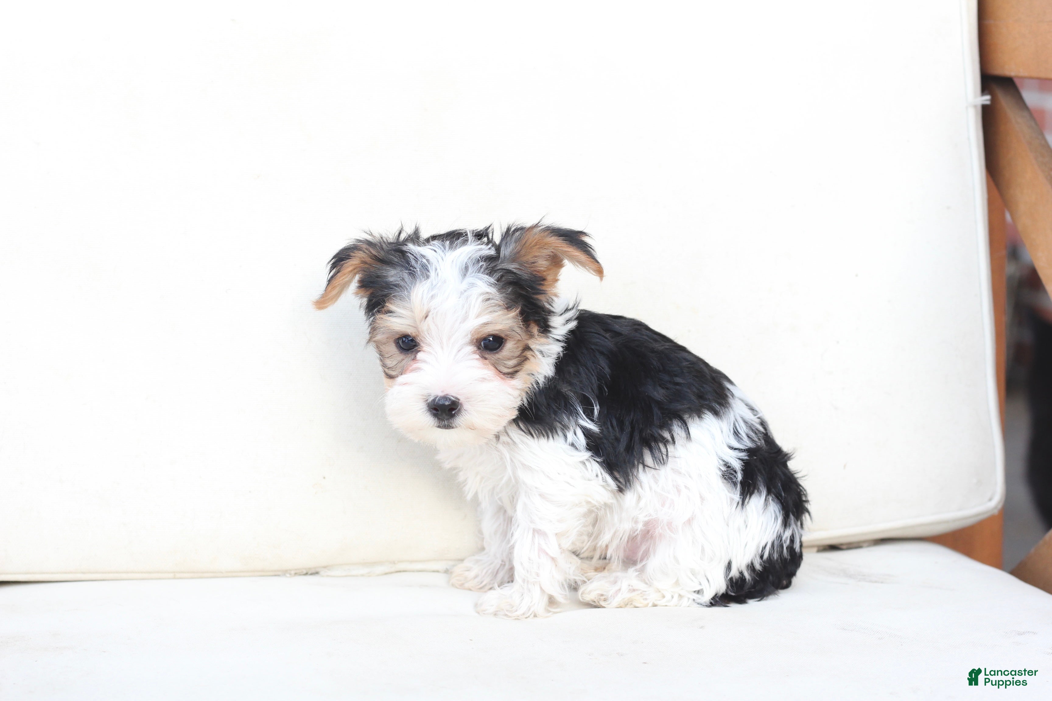 Yorkshire Terrier dogs Remi - Ad 2