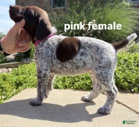 German Shorthaired Pointer dogs Pink Female - Ad 1