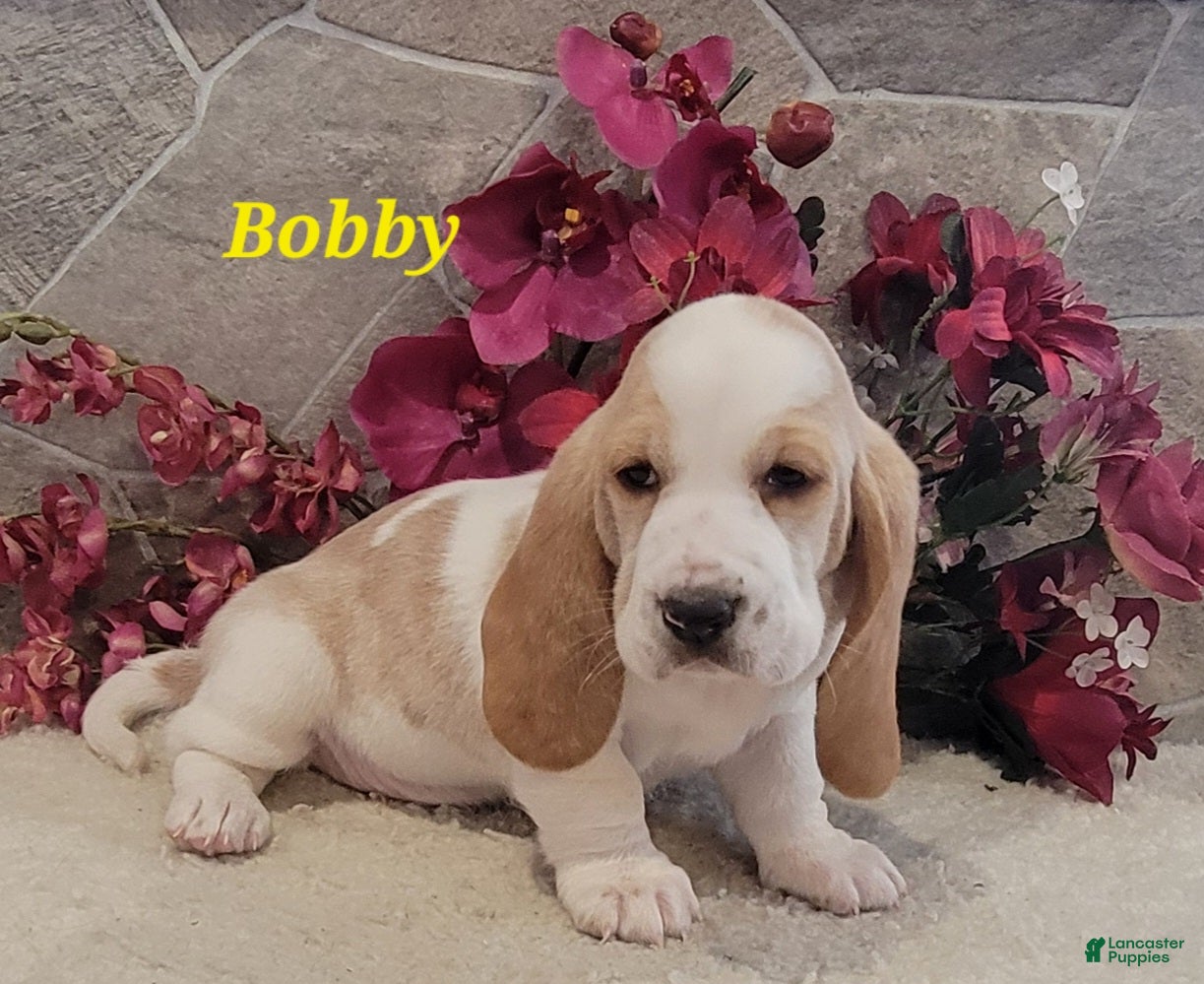 Basset Hound dogs Bobby - Ad 4
