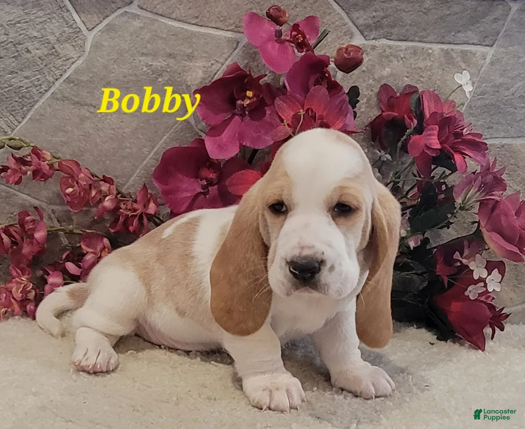 Basset Hound dogs for sale: Bobby - Ad 1