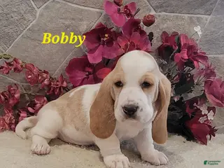 Basset Hound dogs Bobby - Ad 6