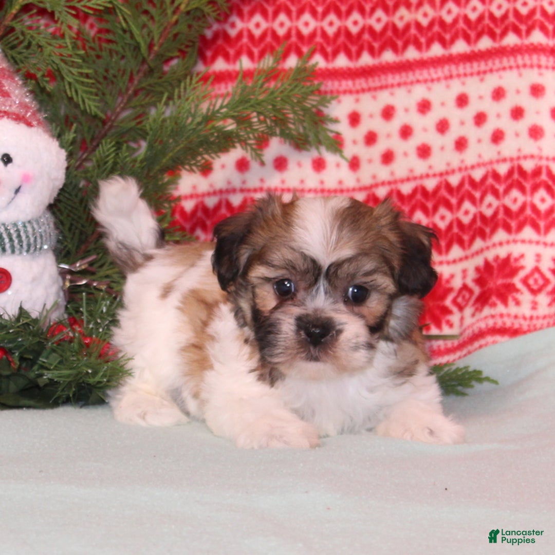 Teddy Bear dogs for sale: Xara - Ad 3