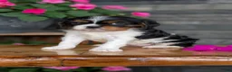 Cavalier King Charles Spaniel dogs for sale: Luna - Ad 4