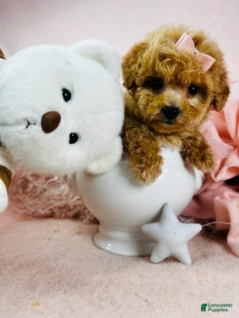 Toy Poodle dogs Teacup Poodle Puppy  - Ad 14