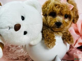 Toy Poodle dogs Teacup Poodle Puppy - Ad 15
