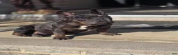 French Bulldog dogs for sale: Biggs - Ad 6