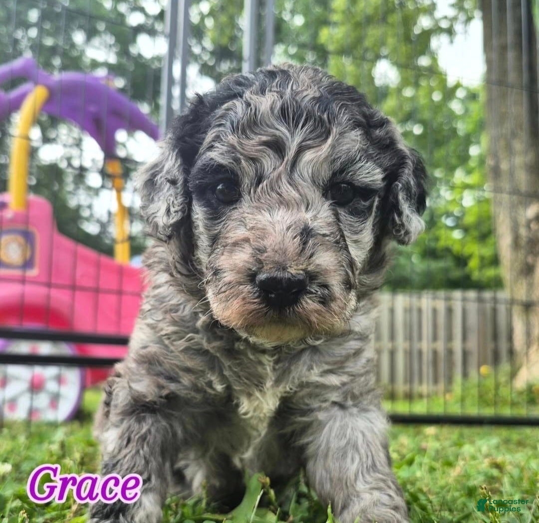 Mixed Breed dogs Grace - Ad 37