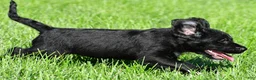 Labradoodle dogs for sale: Leo - Ad 7
