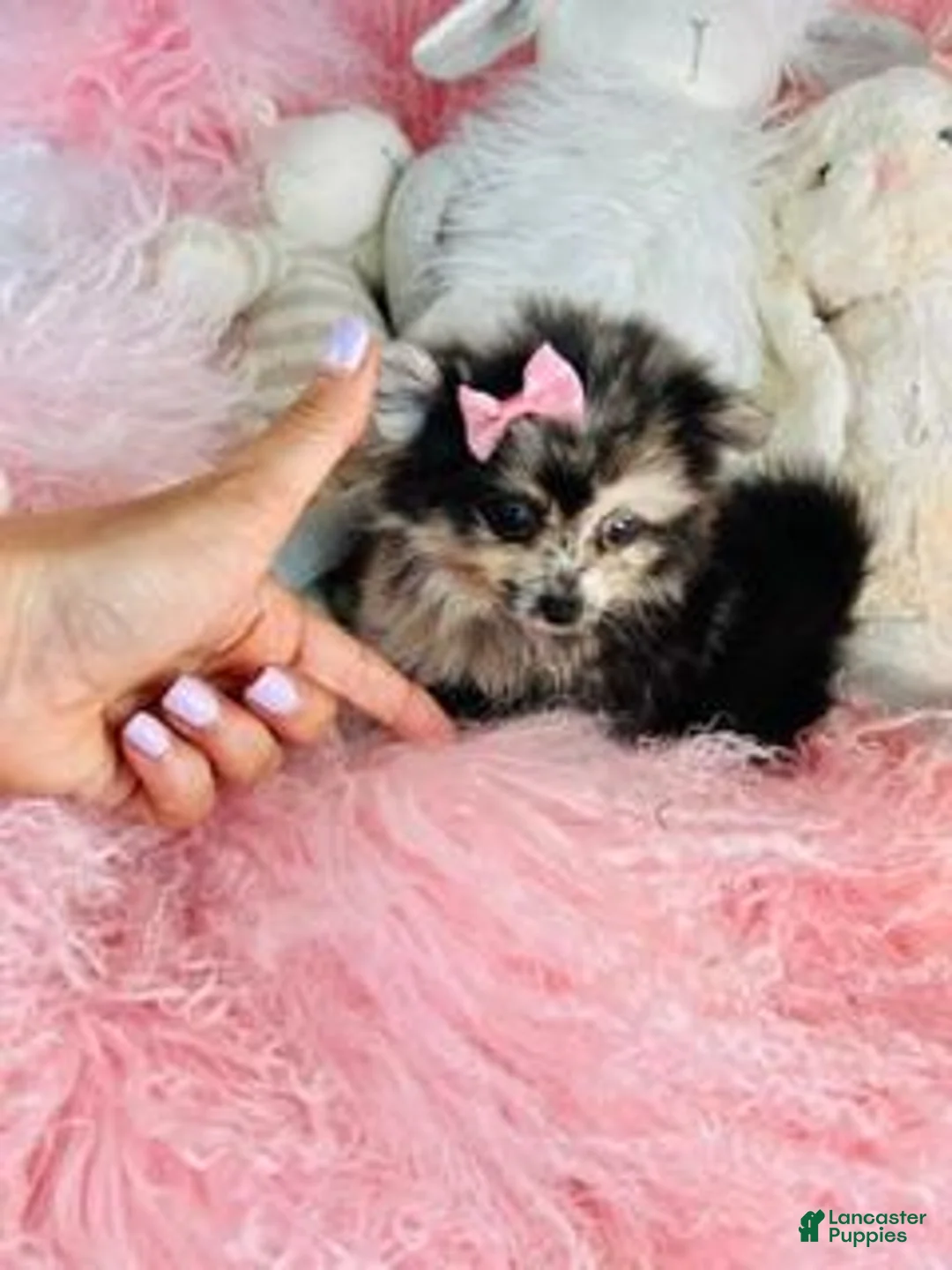 Pomeranian dogs for sale: Teacup Pomeranian  Near Miami- Palm Beach Area - Ad 2