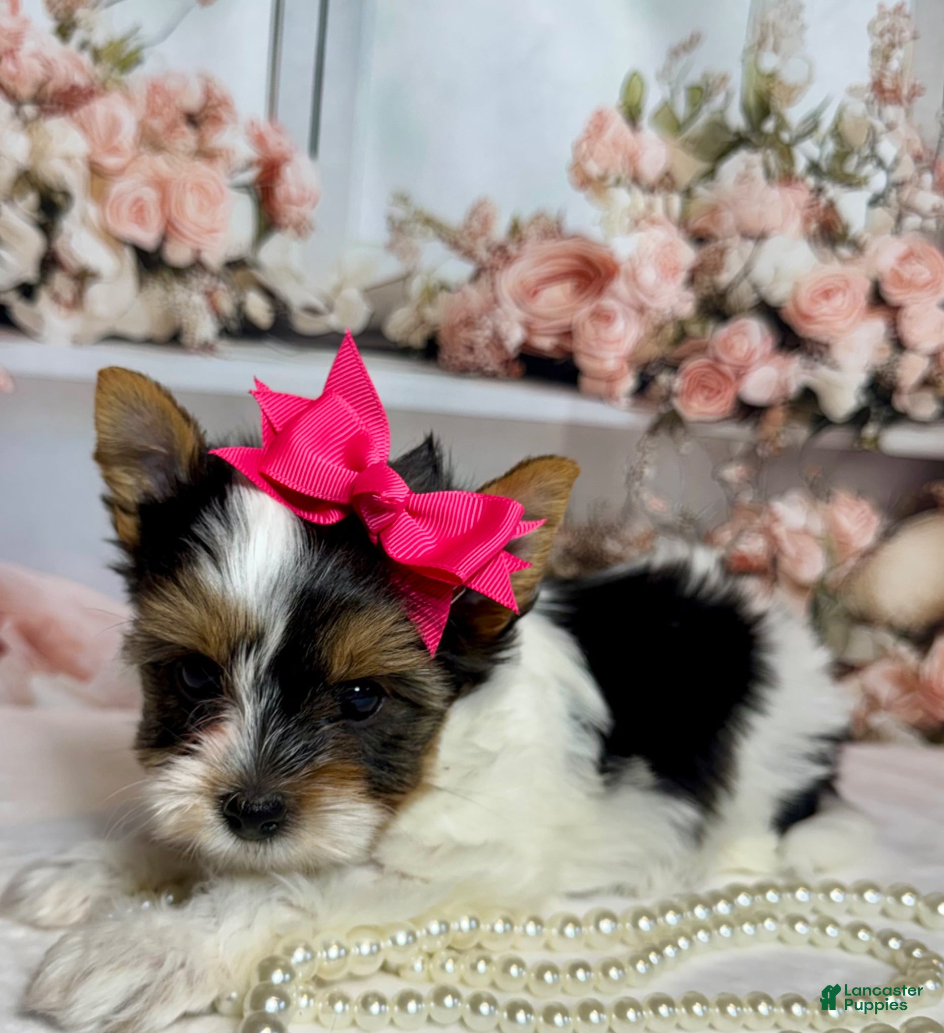 Biewer Terrier dogs Marley  - Ad 4