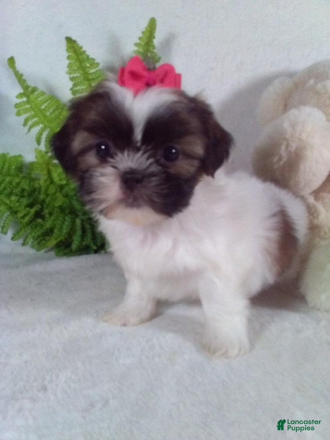 Shih Tzu dogs for sale: Candy - Ad 5