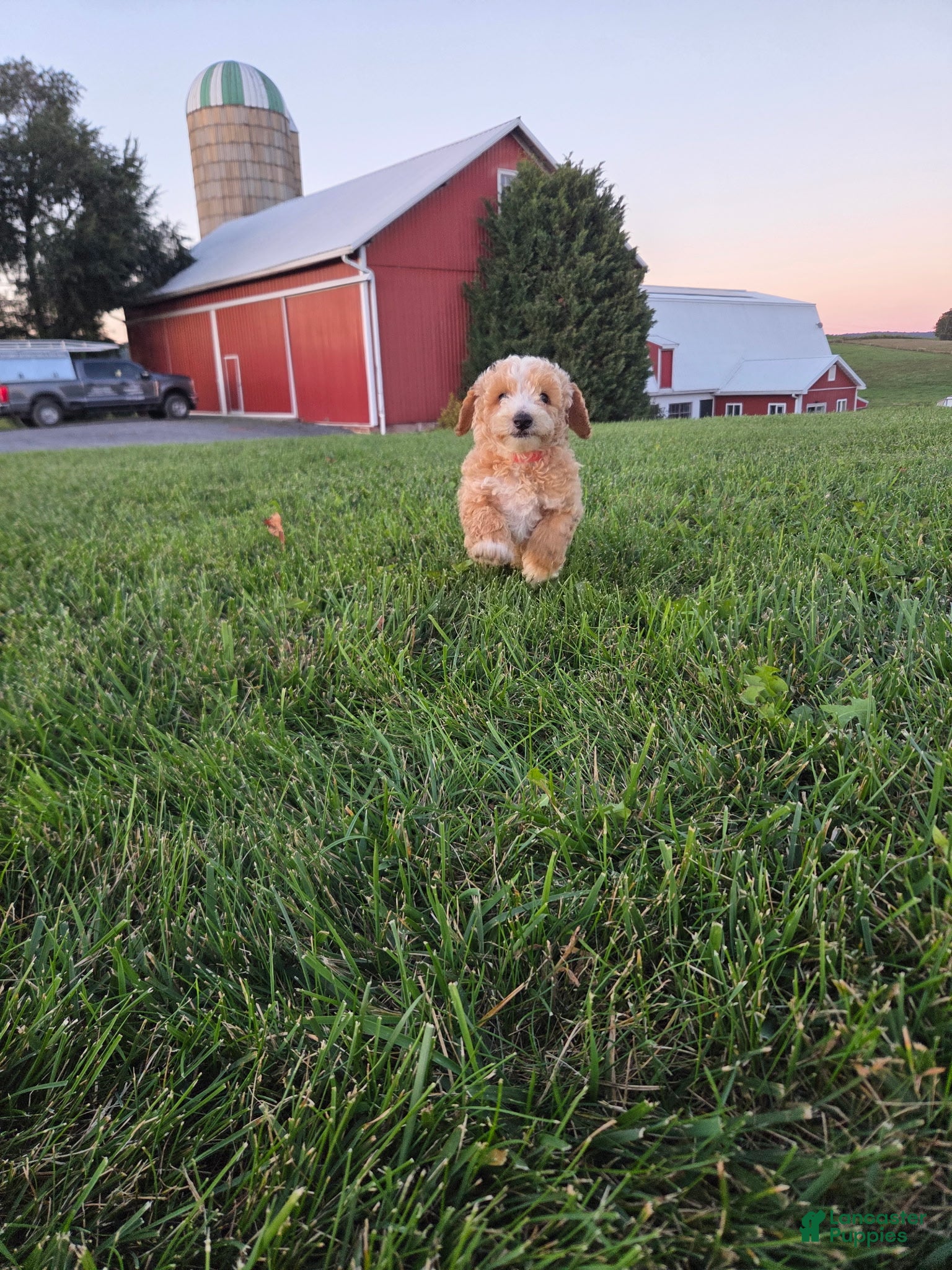 Miniature Poodle dogs Donny - Ad 2