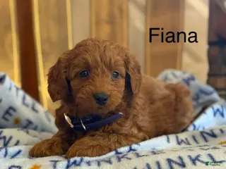 Cavapoo dogs Fiana - Ad 41