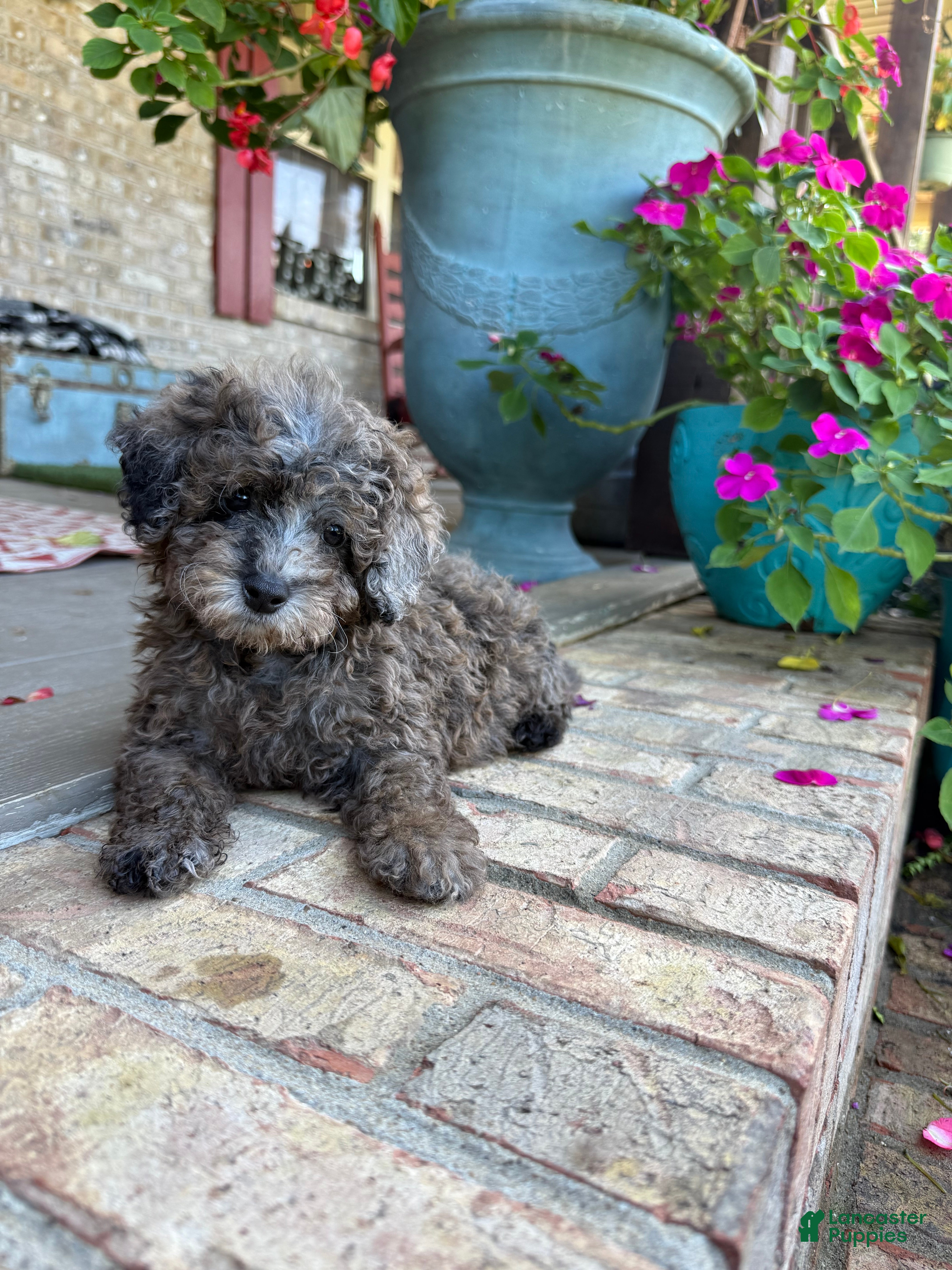 Mini Aussiedoodle dogs for sale: Moose - Ad 9